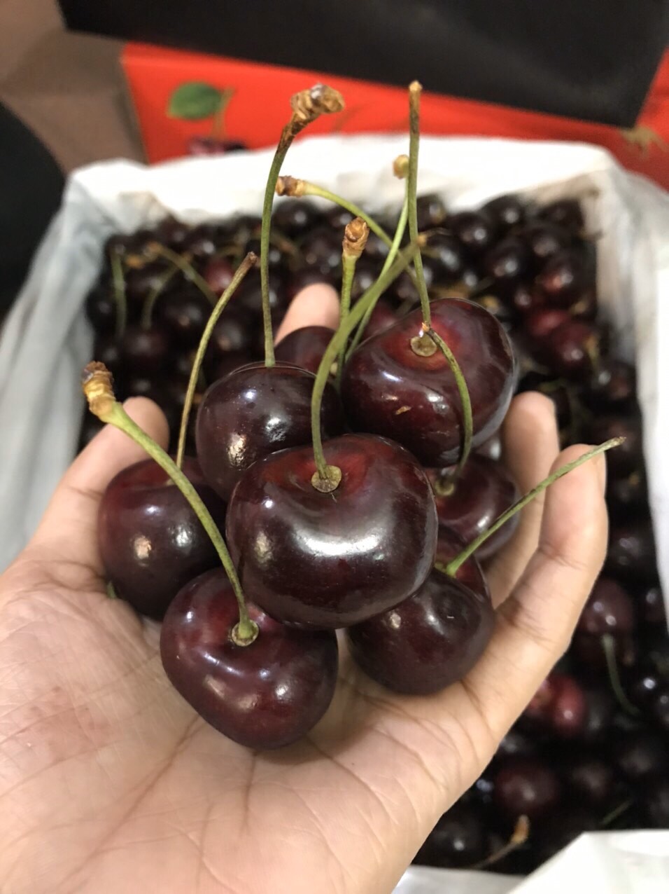 CHERRY ÚC